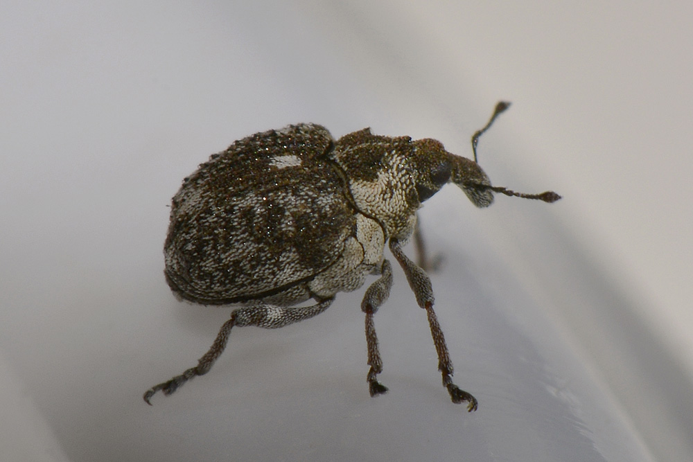 Neophytobius granatus  - Curculionidae